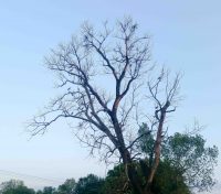 Bociany obsiadły drzewo