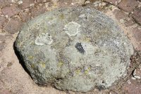 Stópka odciśnięta w kamieniu