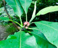 Ogrodowy zawrót głowy